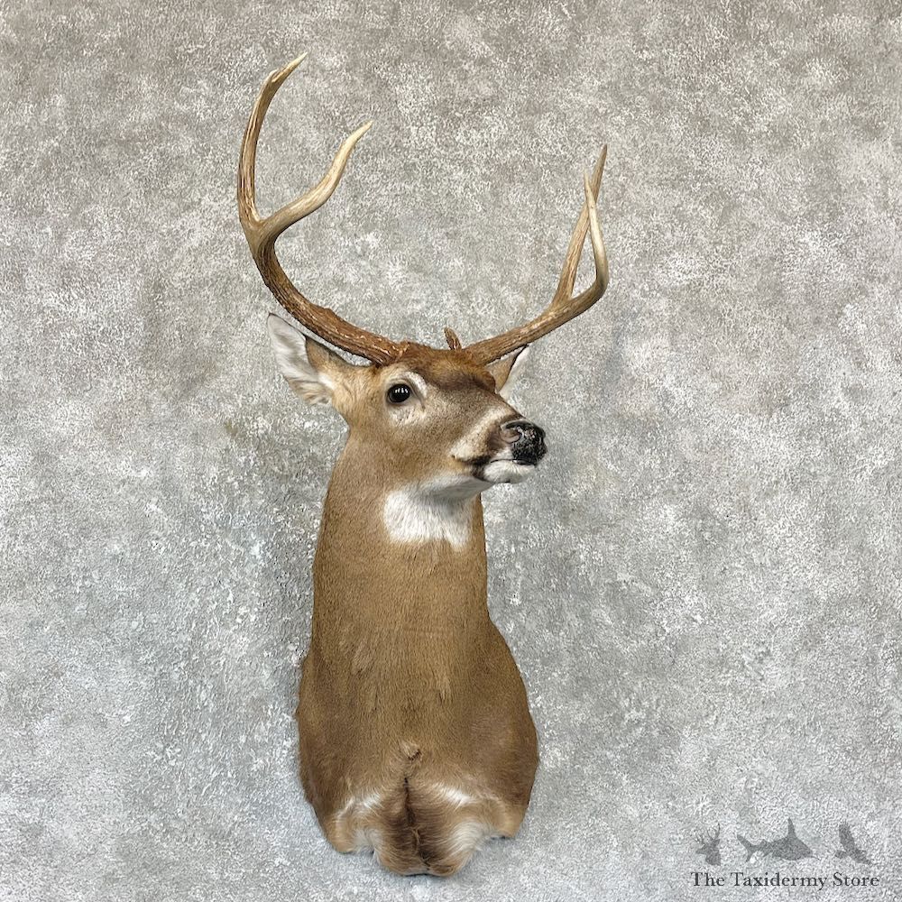Whitetail Deer Shoulder Mount For Sale #26326 @ The Taxidermy Store
