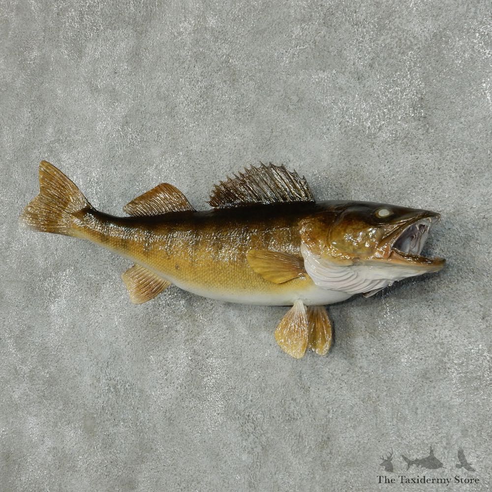 Walleye Pike Taxidermy Fish Mount #13405 For Sale @ The Taxidermy Store