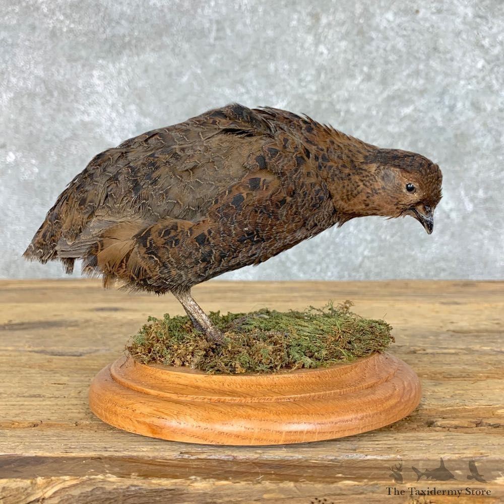 Japanese Quail Bird Mount For Sale #22819 @ The Taxidermy Store