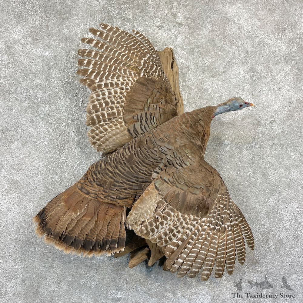 Eastern Turkey Bearded Hen Bird Mount For Sale #25927 @ The Taxidermy Store
