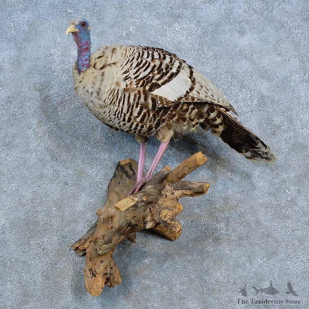 Eastern Turkey Hen Bird Mount For Sale #15434 @ The Taxidermy Store
