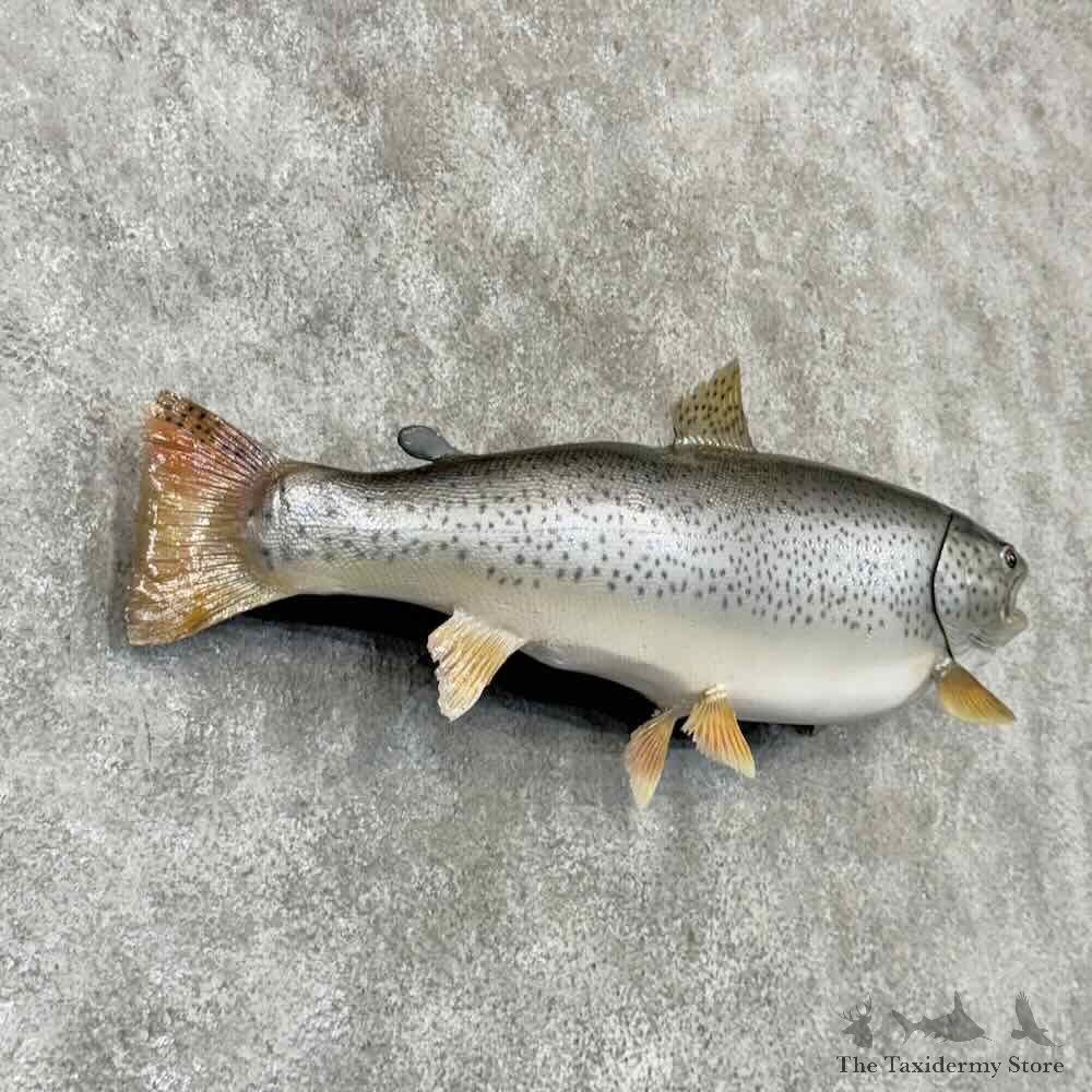 Brown Trout Fish Mount For Sale #30397 @ The Taxidermy Store
