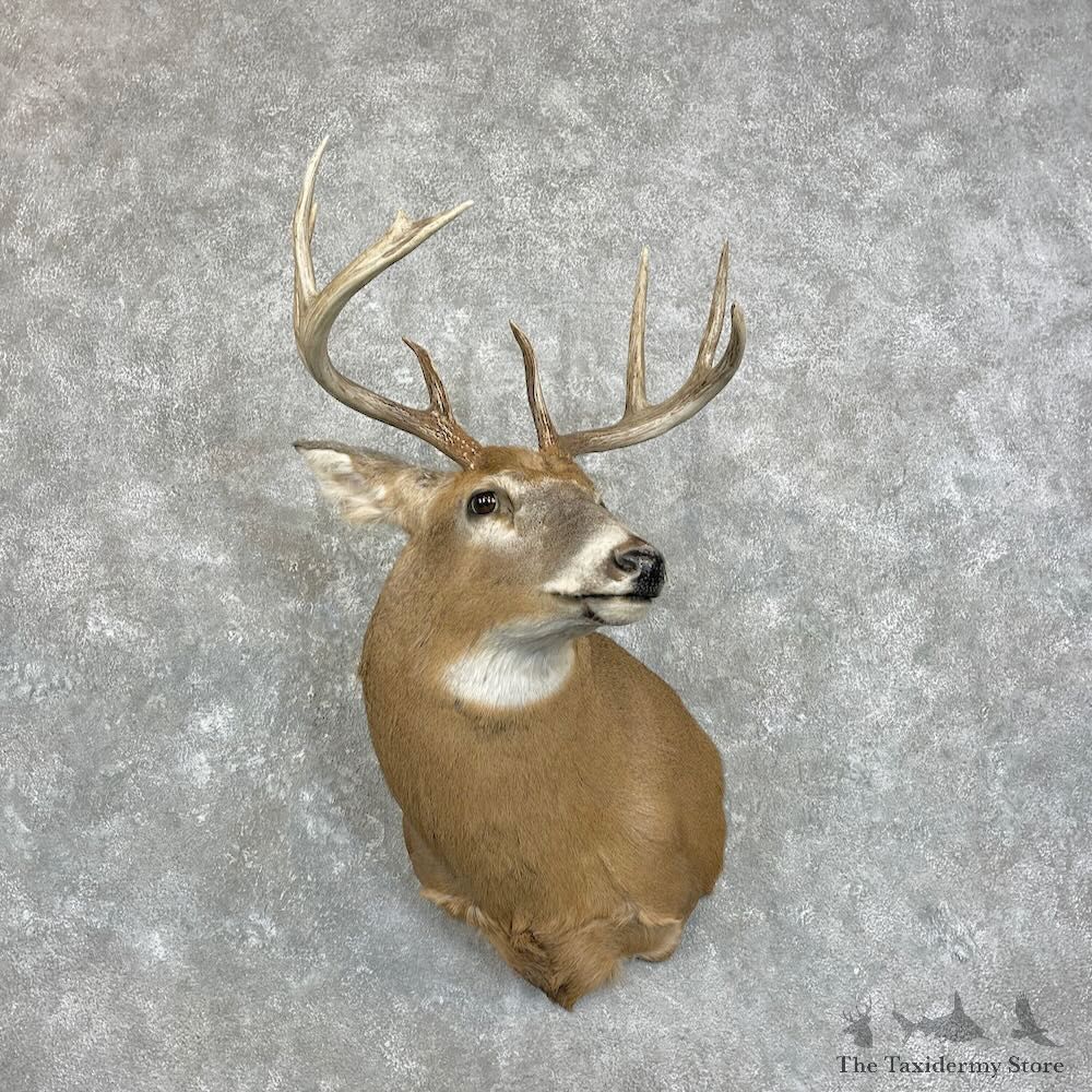 Whitetail Deer Shoulder Mount For Sale #28008 - The Taxidermy Store