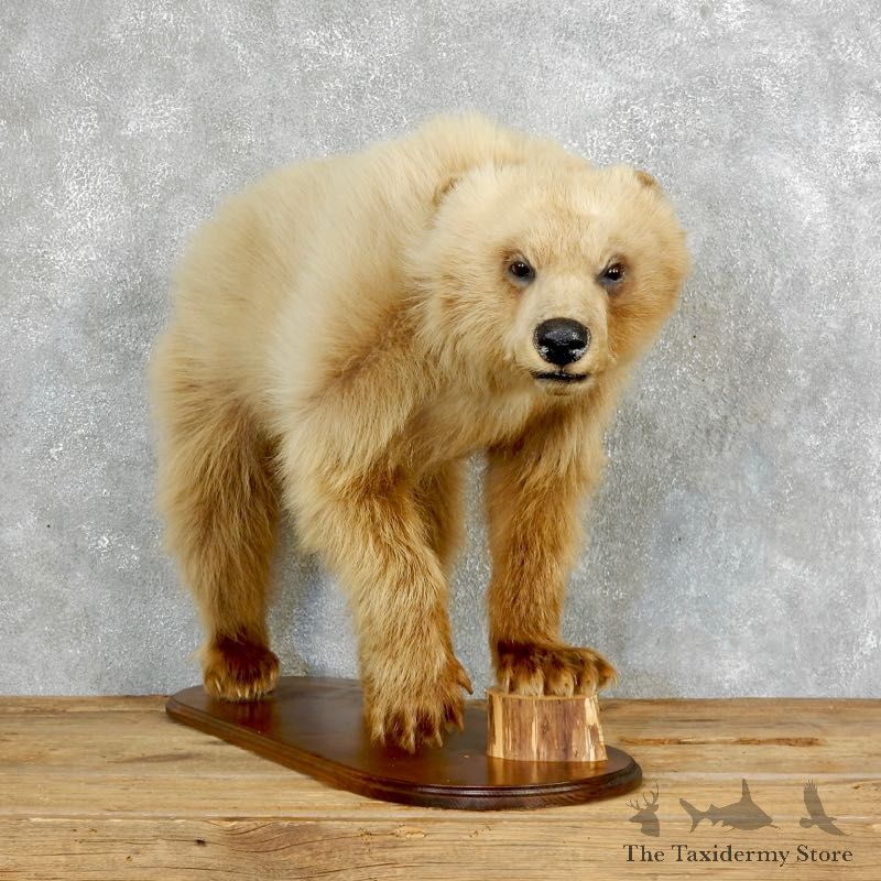 Blonde Black Bear Life-Size Mount For Sale #18215 @ The Taxidermy Store