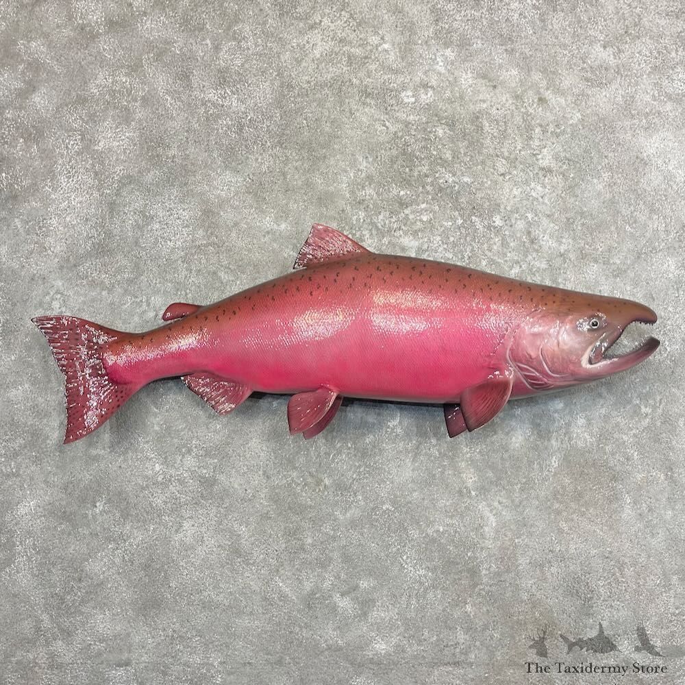 King Salmon Fish Mount For Sale #27693 @ The Taxidermy Store