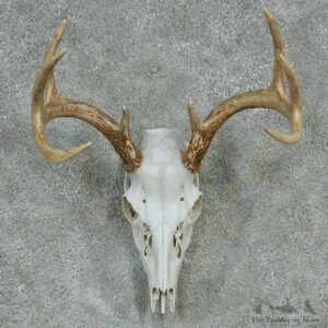 Whitetail Deer Skull & Horns European Taxidermy Mount #13246 Sale @ The Taxidermy Store