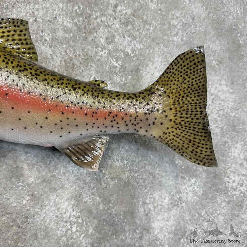 Rainbow Trout Fish Mount For Sale #30457 @ The Taxidermy Store