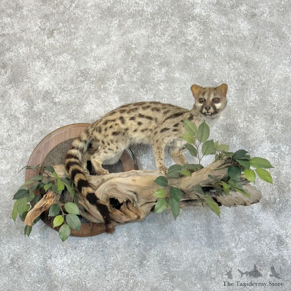 Genet Cat Life-Size Mount For Sale #28845 @ The Taxidermy Store