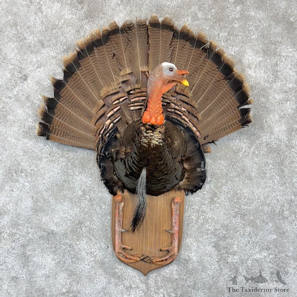Eastern Wild Turkey Half Life Size Mount For Sale #32066 @ The Taxidermy Store