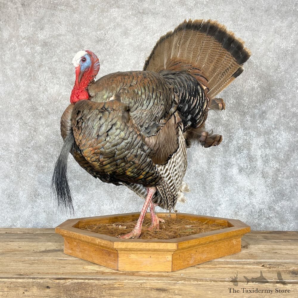 Eastern Turkey Bird Mount For Sale #28237 @ The Taxidermy Store