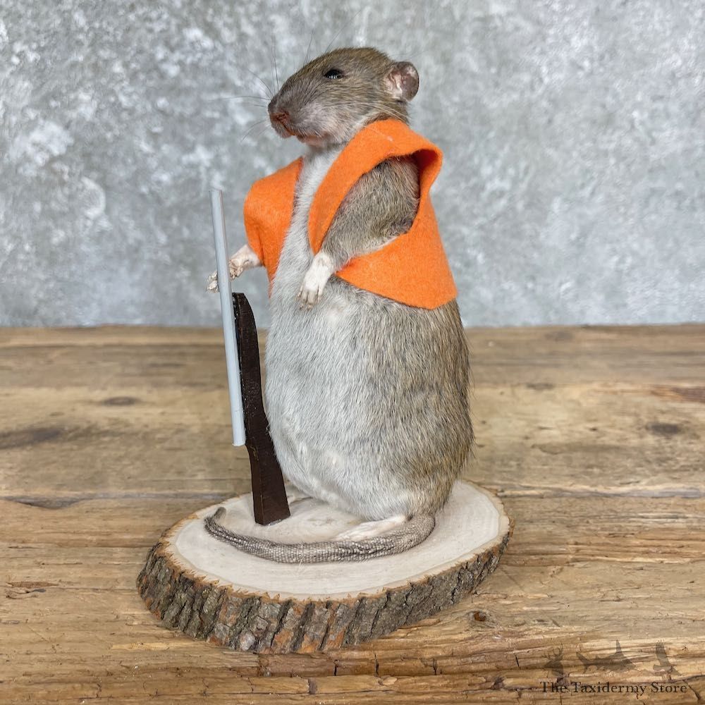 Hunting Rat Novelty Mount For Sale #26407 @ The Taxidermy Store
