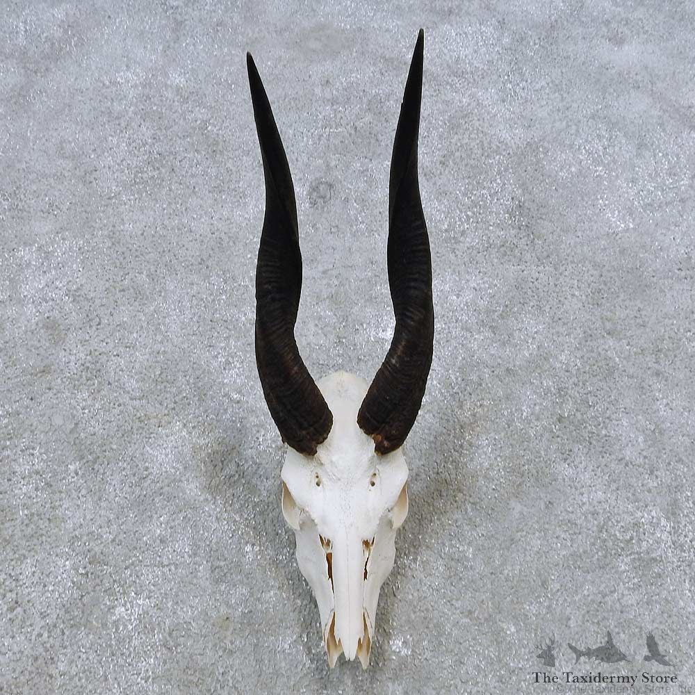 Bushbuck Skull & Horn European Mount For Sale #14544 @ The Taxidermy Store