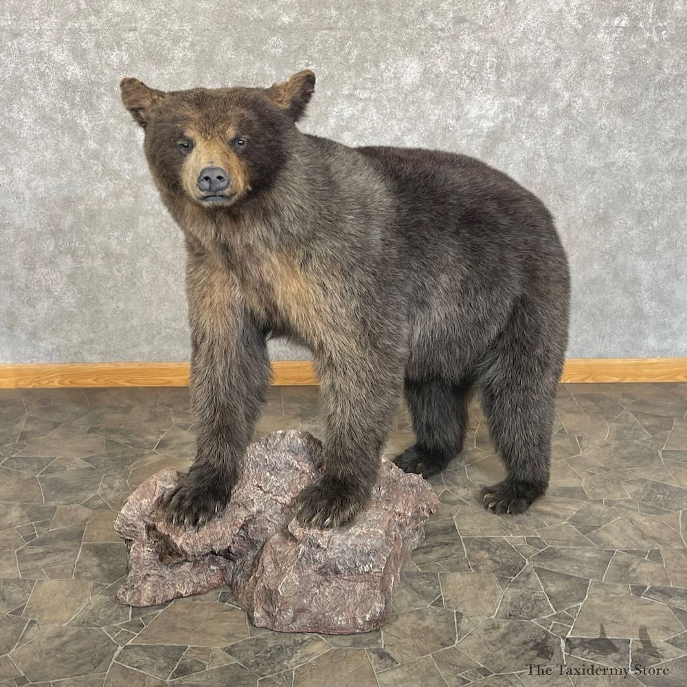 Glacier Bear Life-Size Mount For Sale #27735 - The Taxidermy Store