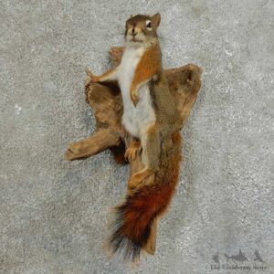Red Squirrel Life-Size Mount For Sale #16858 @ The Taxidermy Store