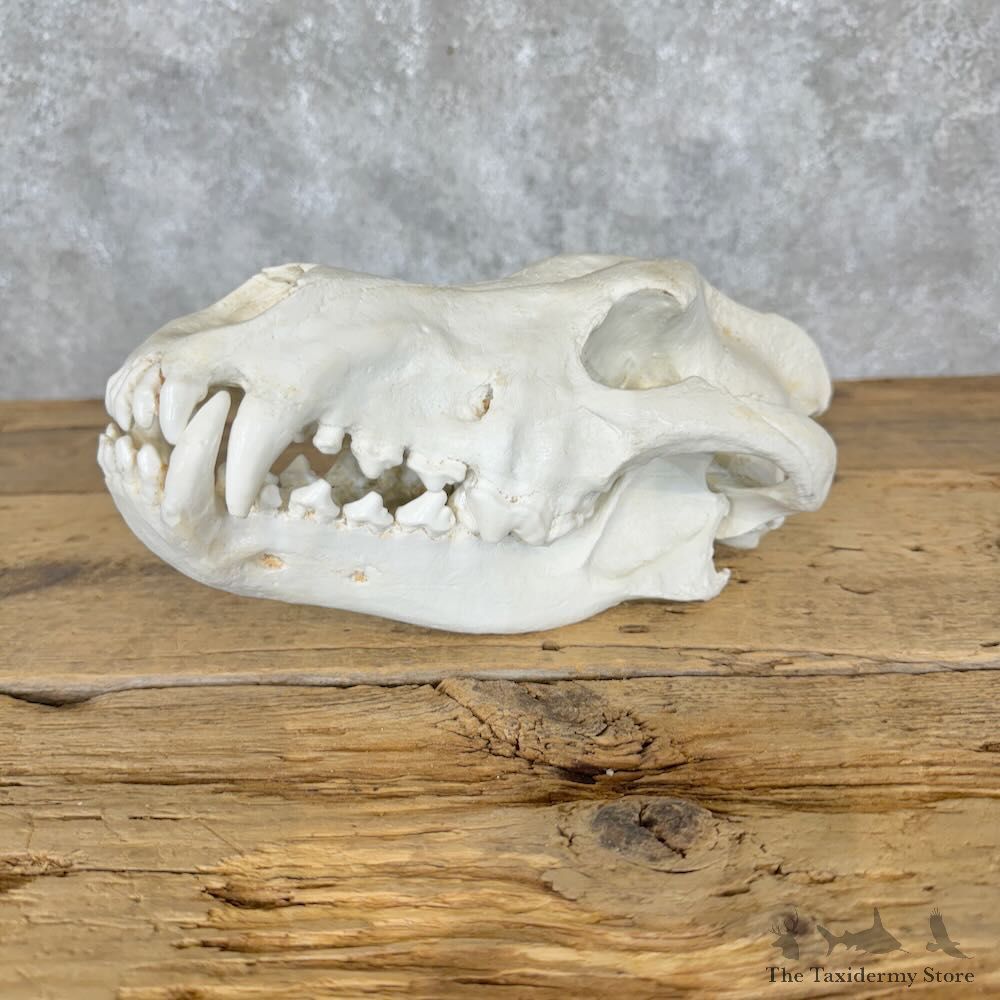 Reproduction Dire Wolf Full Skull For Sale #29110 @ The Taxidermy Store