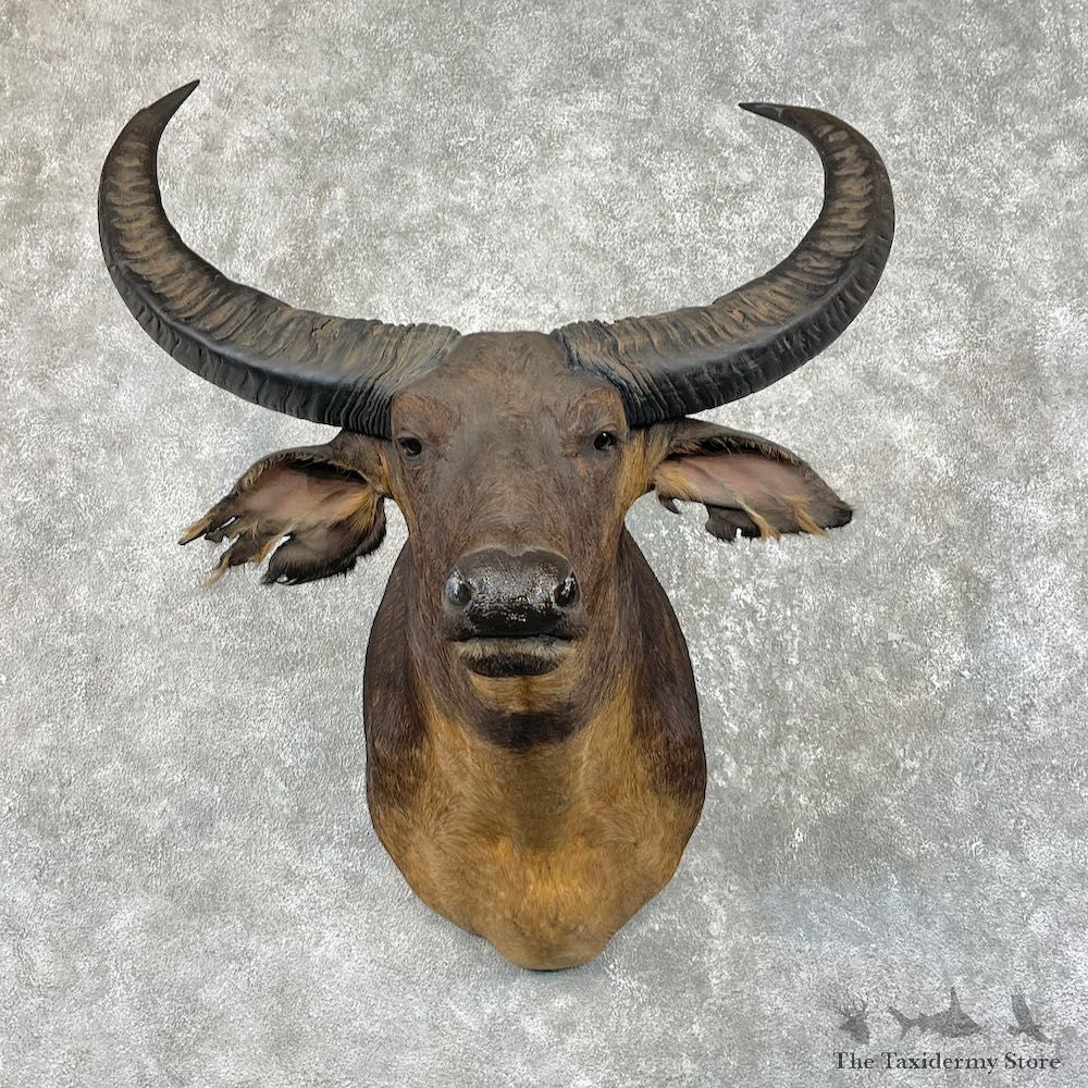 South Pacific Water Buffalo Shoulder Mount For Sale #26204 @ The Taxidermy Store