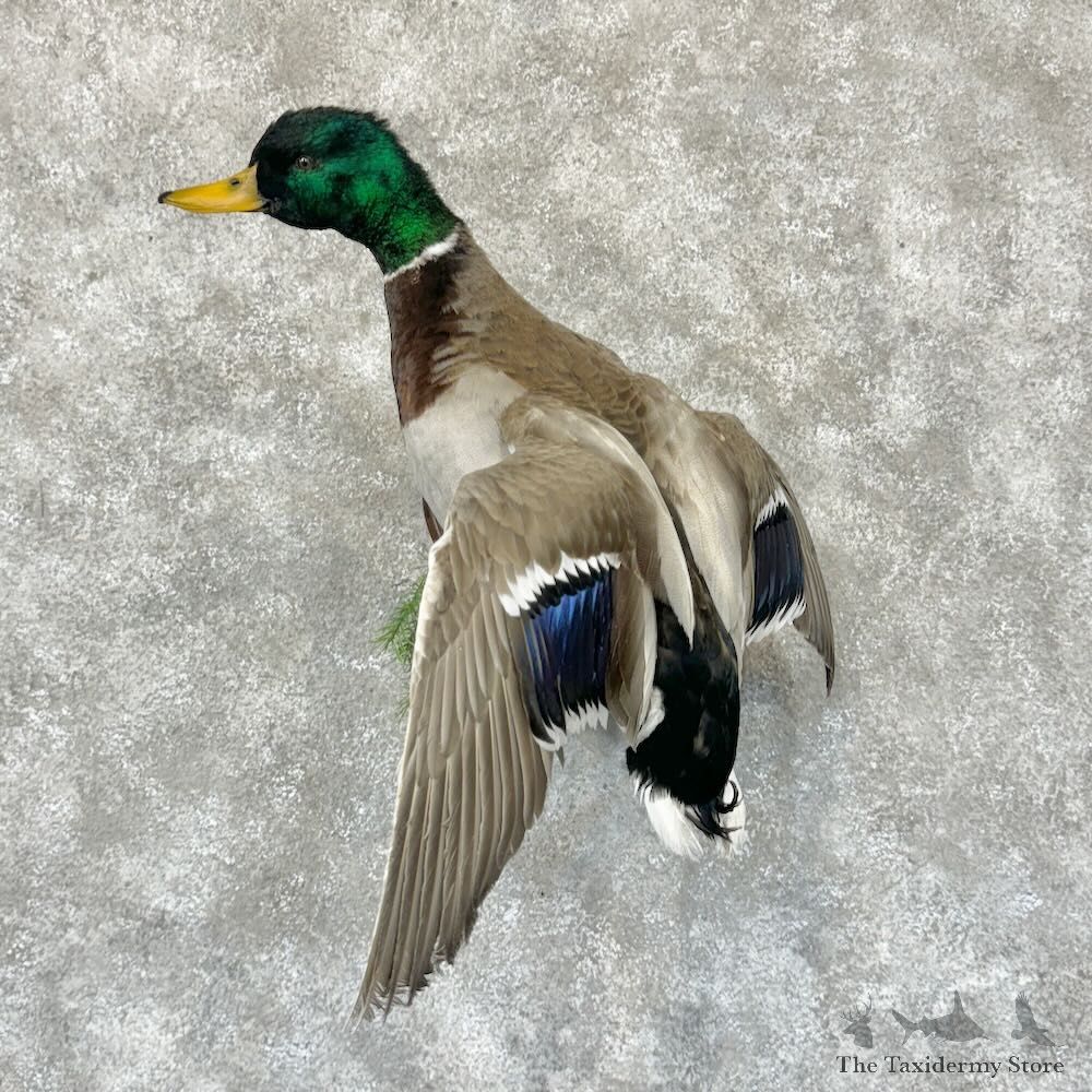 Mallard Duck Drake Mount For Sale #29135 @ The Taxidermy Store