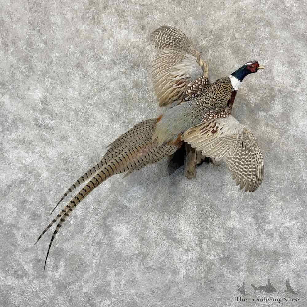 Ringneck Pheasant Bird Mount For Sale #31859 @ The Taxidermy Store