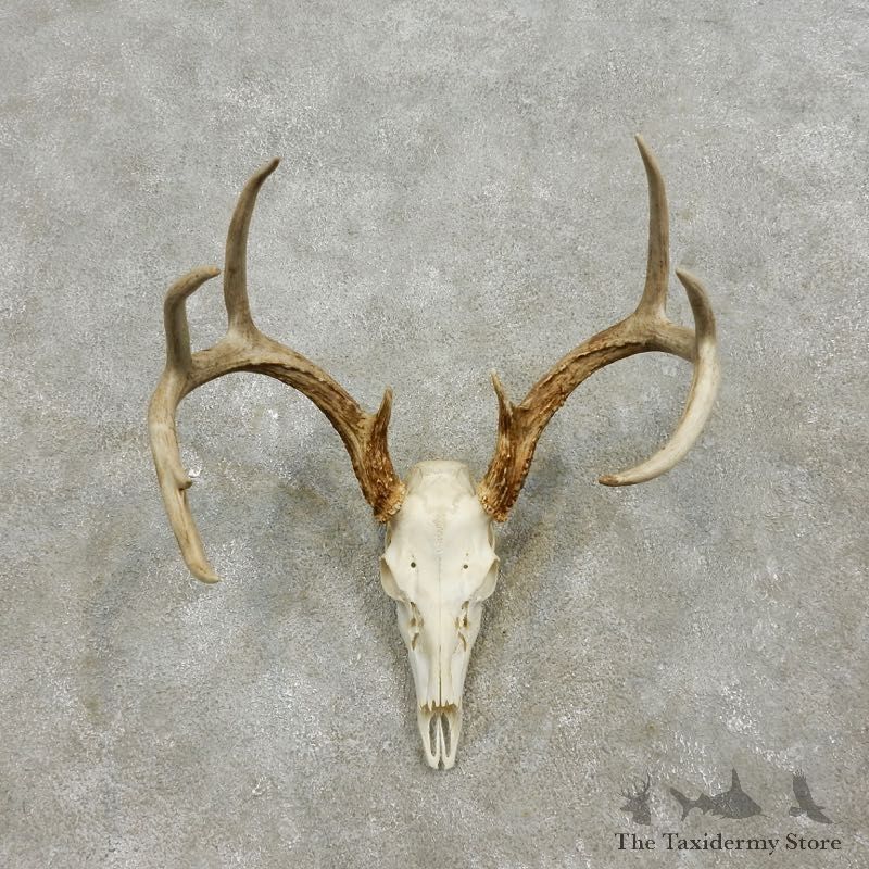 Whitetail Deer Skull European Mount For Sale #17565 @ The Taxidermy Store