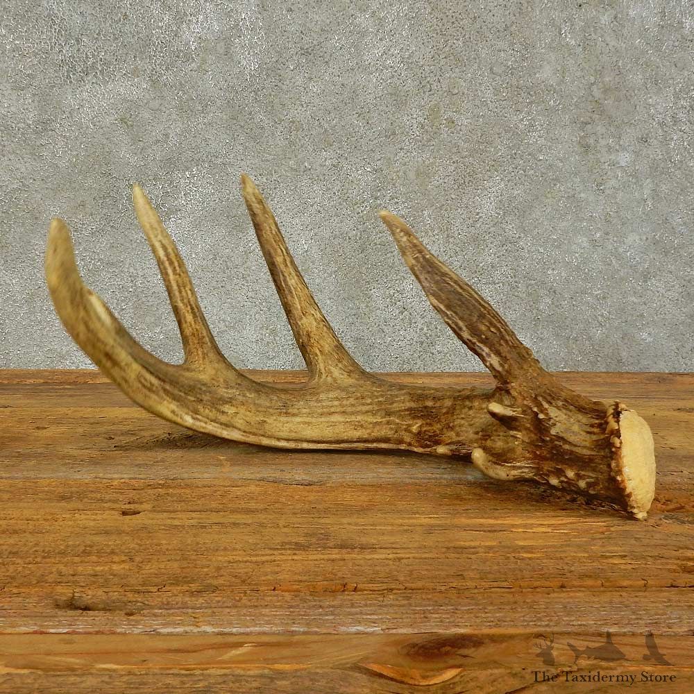 Whitetail Deer Antler Shed For Sale #16430 @ The Taxidermy Store