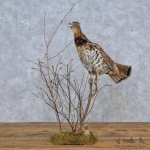 Ruffed Grouse Life-Size Mount For Sale #15220 @ The Taxidermy Store