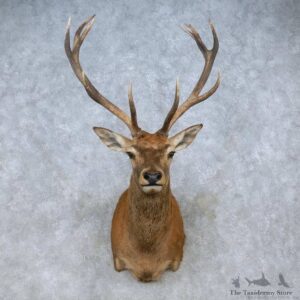 Red Deer Stag Shoulder Mount For Sale #15063 @ The Taxidermy Store