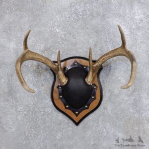 Whitetail Deer Antler Plaque Mount For Sale #18720 @ The Taxidermy Store