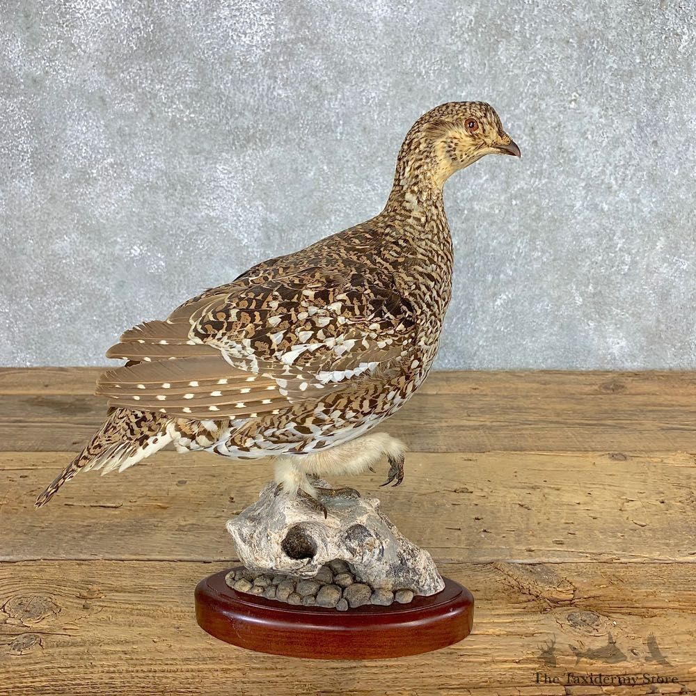 Sharp-tailed Grouse Bird Mount For Sale #21515 @ The Taxidermy Store