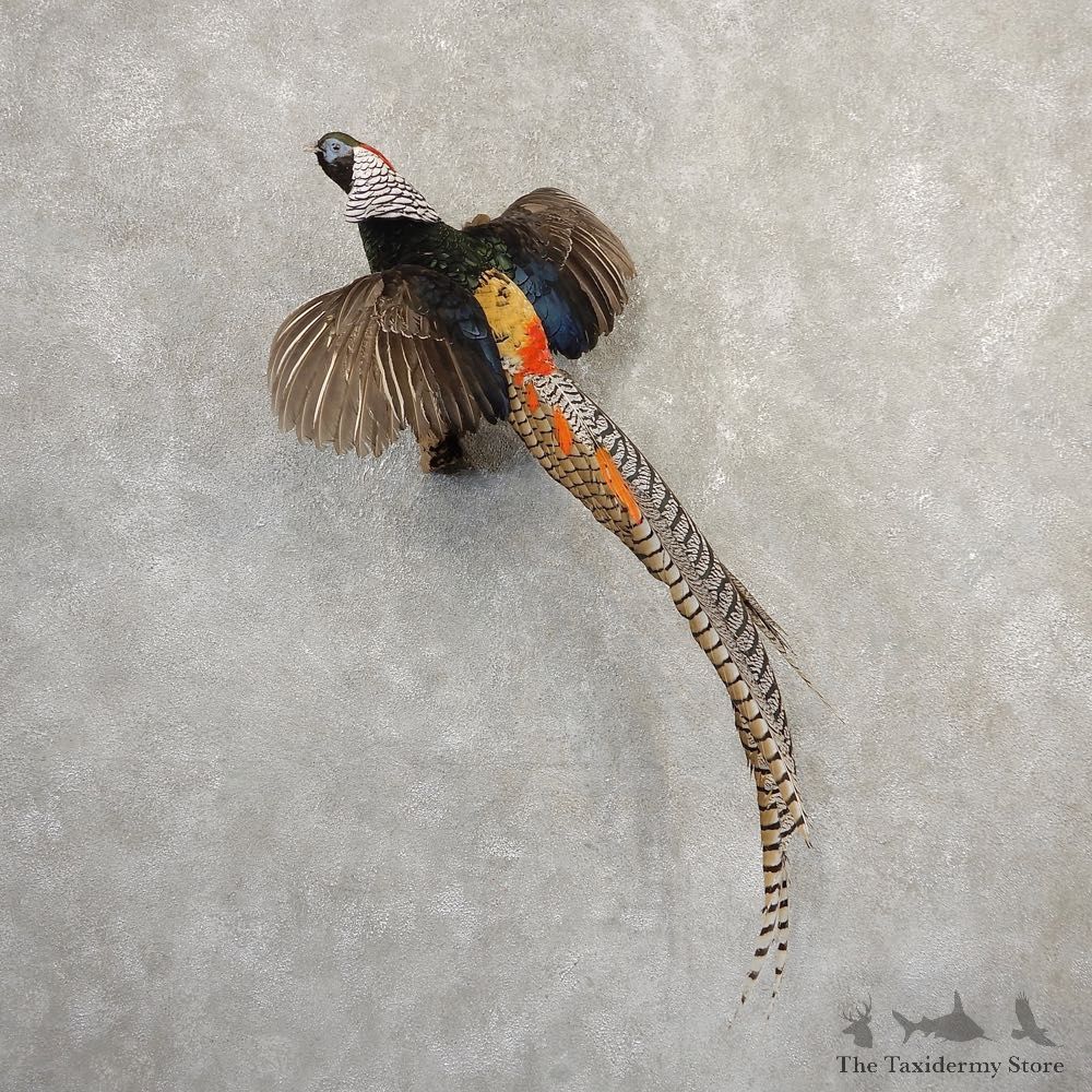 Flying Lady Amherst Pheasant Taxidermy #20795 For Sale @ The Taxidermy Store