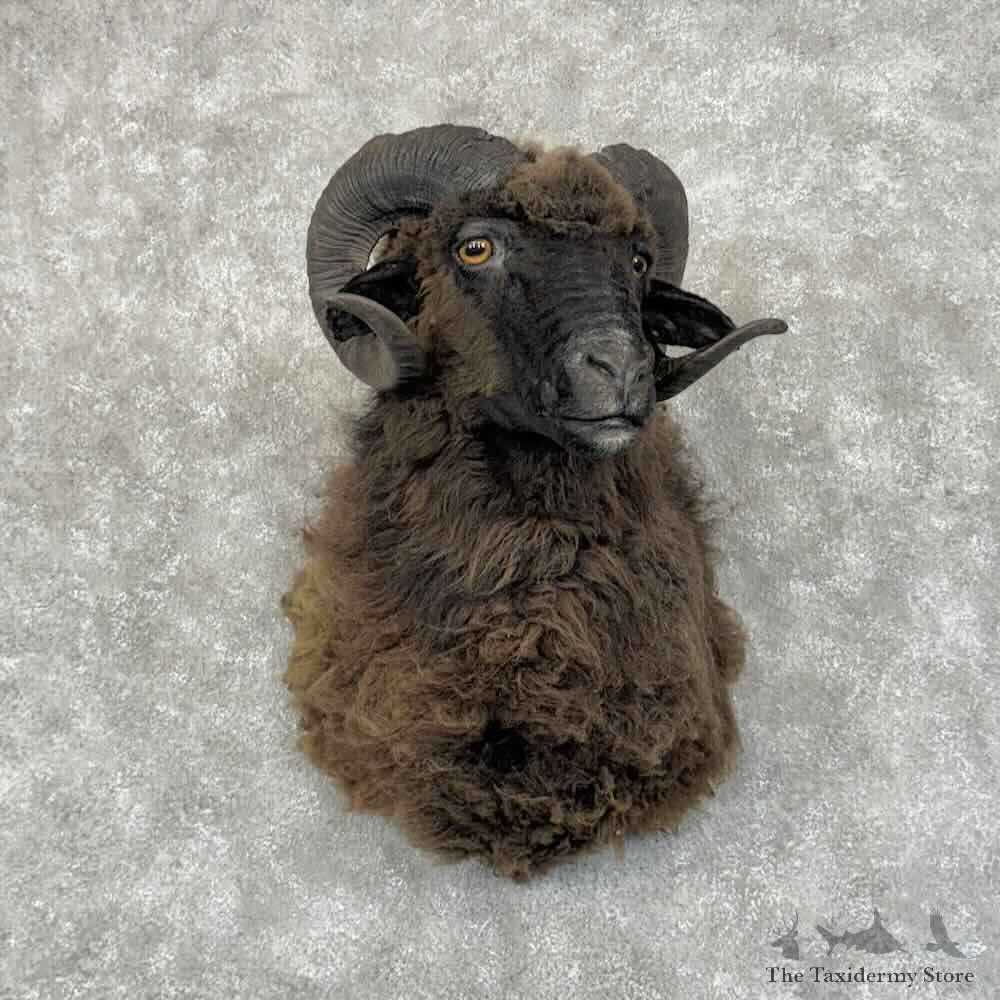 Arapawa Sheep Shoulder Mount For Sale #31171 @ The Taxidermy Store