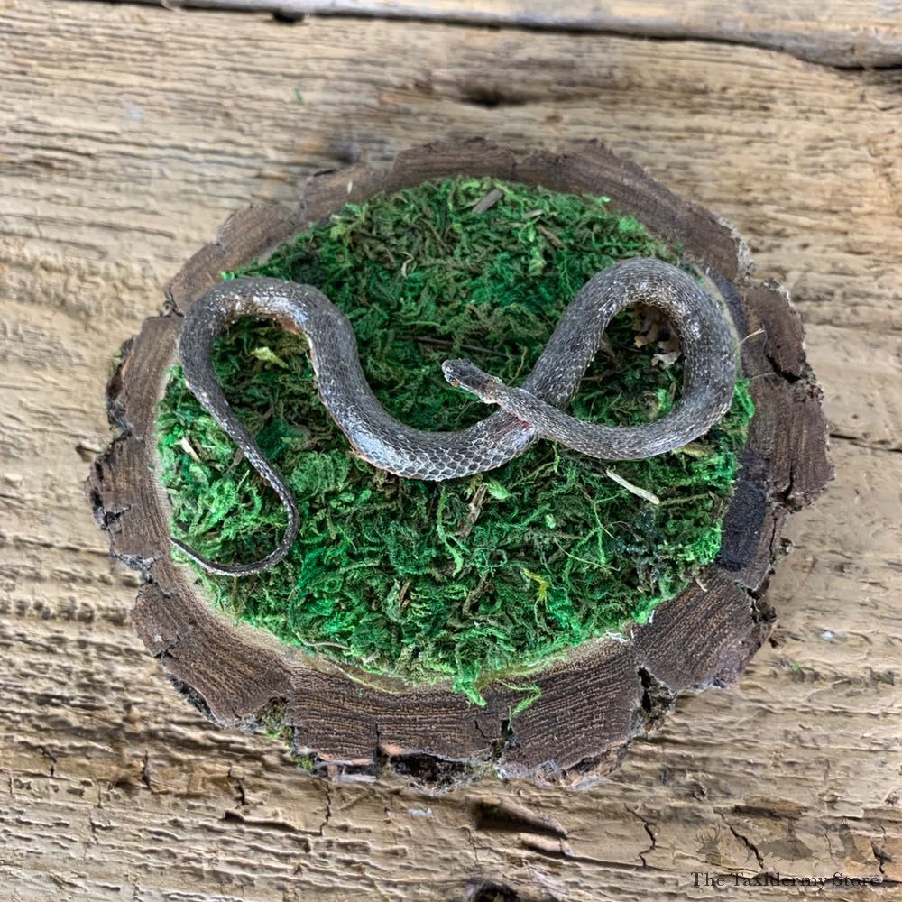 Red Belly Snake Taxidermy Mount For Sale #21544 @ The Taxidermy Store