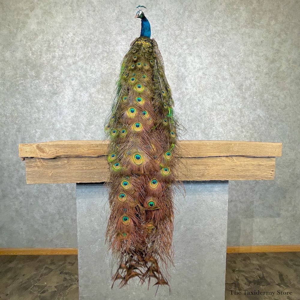 Blue Indian Peacock Bird Mount For Sale #26968 @ The Taxidermy Store