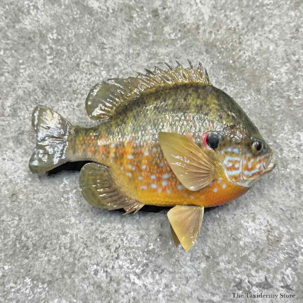 Redear Sunfish Fish Mount For Sale #31708 @ The Taxidermy Store
