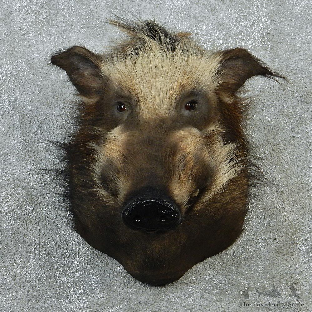 Bushpig Taxidermy Shoulder Mount #12886 For Sale @ The Taxidermy Store