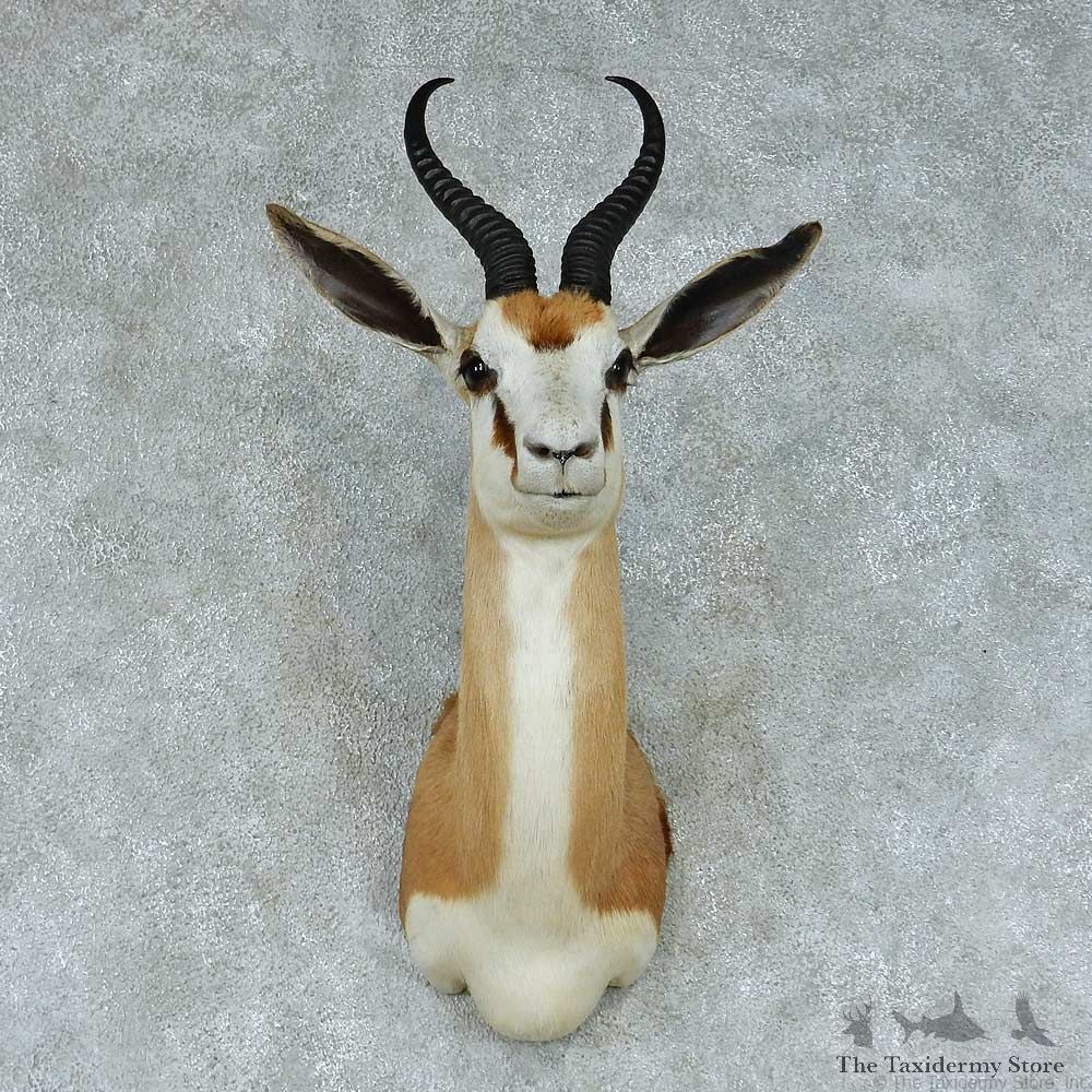 African Springbok Shoulder Taxidermy Mount #13450 For Sale @ The Taxidermy Store