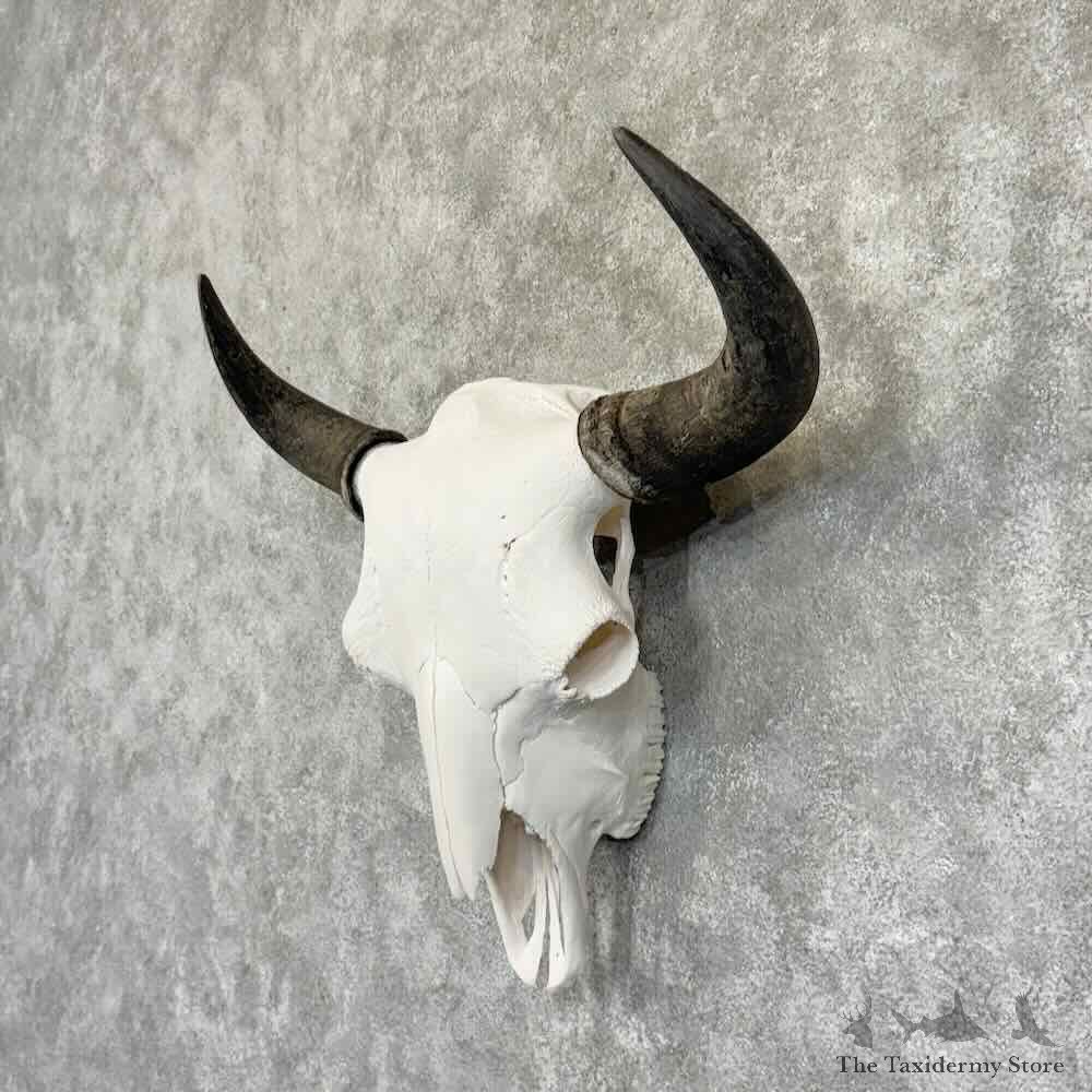American Buffalo Bison Skull Mount For Sale #30778 @ The Taxidermy Store