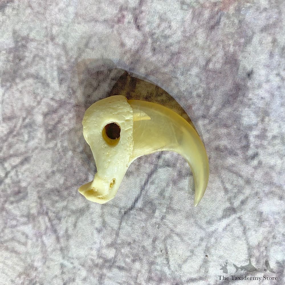 Mountain Lion Cougar Taxidermy Authentic Claw #21922 For Sale @ The Taxidermy Store