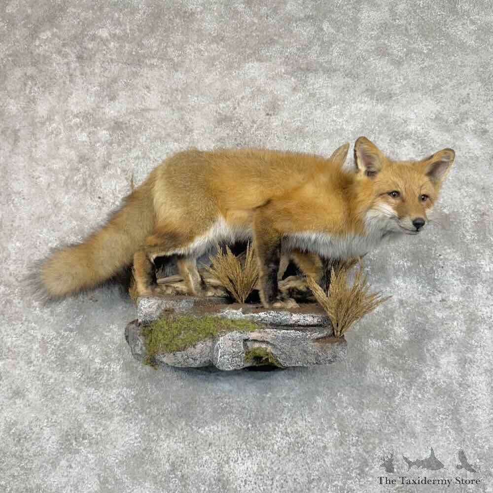 Red Fox Life-Size Mount For Sale #31317 @ The Taxidermy Store