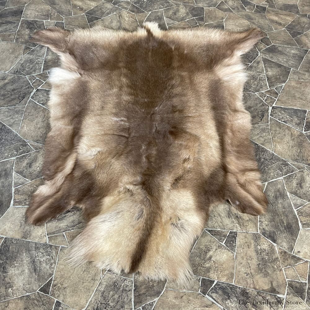 Caribou Decorative Hide For Sale #27877 @ The Taxidermy Store