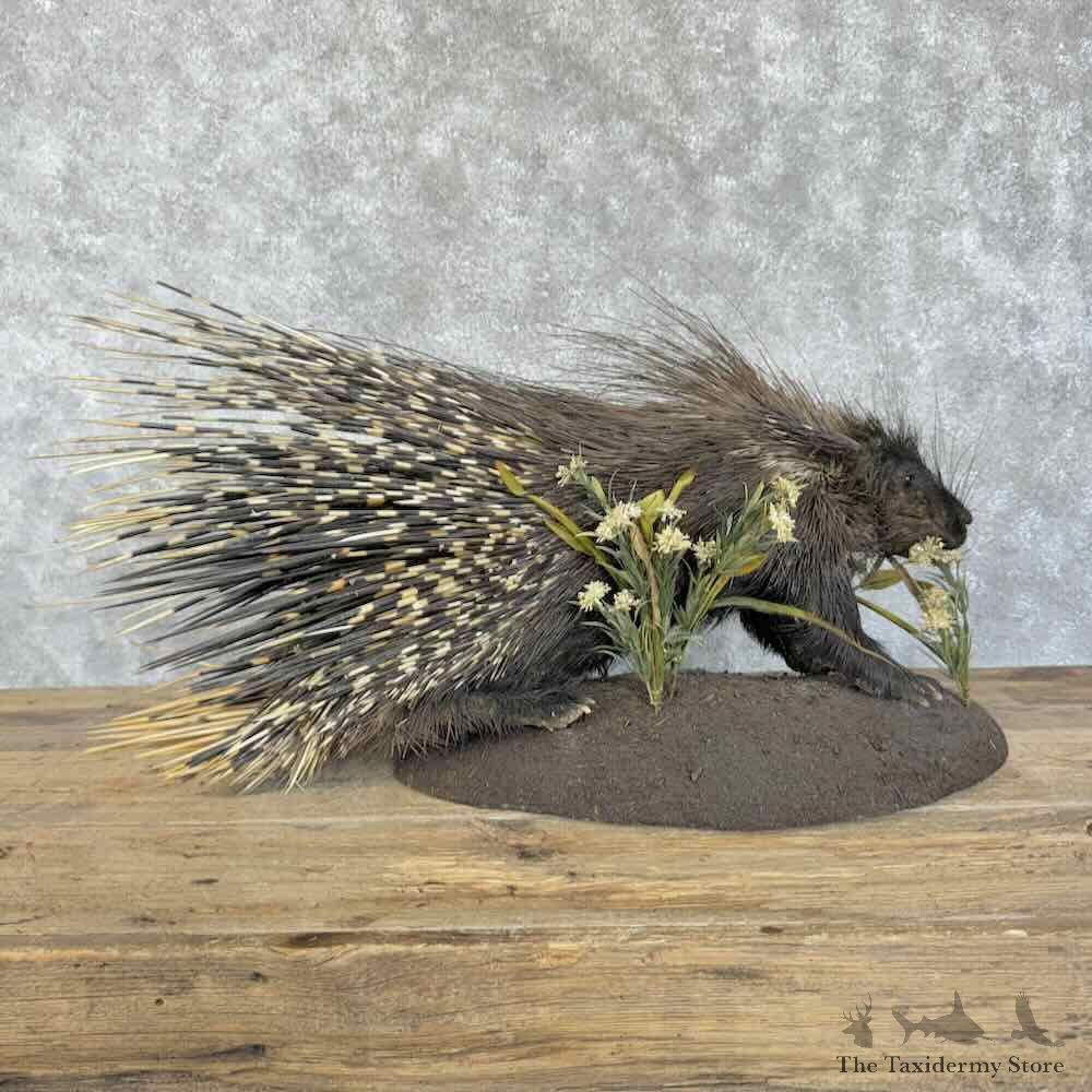 African Crested Porcupine Mount For Sale #30724 @ The Taxidermy Store