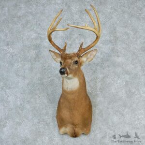 Whitetail Deer Shoulder Taxidermy Head Mount #12753 For Sale @ The Taxidermy Store