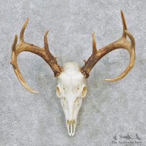 Whitetail Deer European Antler Skull Taxidermy Mount #12626 For Sale @ The Taxidermy Store