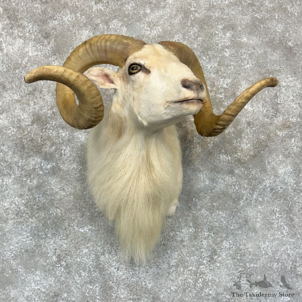 Texas Dall Sheep Mount For Sale #29179 @ The Taxidermy Store