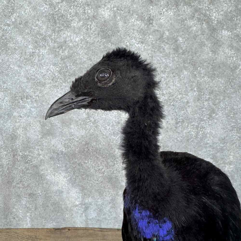 Grey-Winged Trumpeter Bird Mount For Sale #30700 @ The Taxidermy Store