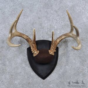 Whitetail Deer Antler Plaque Mount For Sale #15631 @ The Taxidermy Store