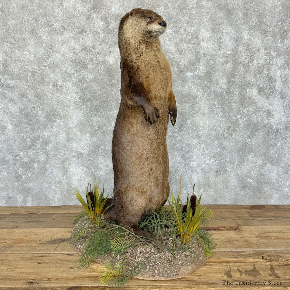 River Otter Life-Size Mount For Sale #29261 @ The Taxidermy Store