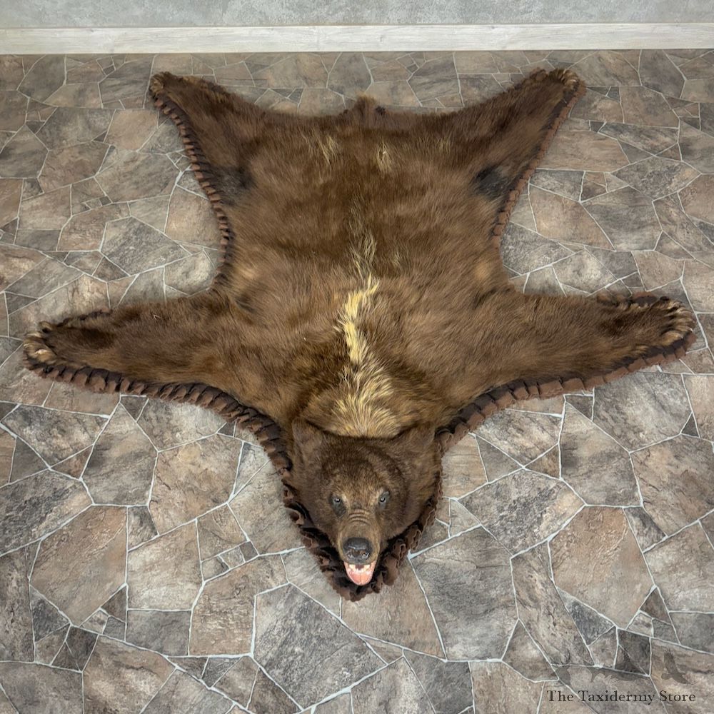 Chocolate Phase Black Bear Full Size Rug For Sale #29310 @ The Taxidermy Store