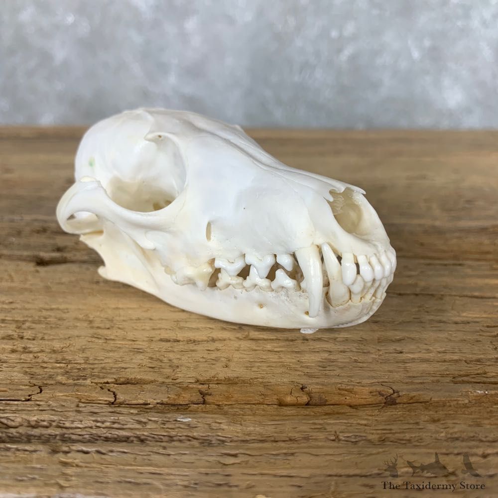 Fox Full Skull Mount For Sale #22253 @ The Taxidermy Store