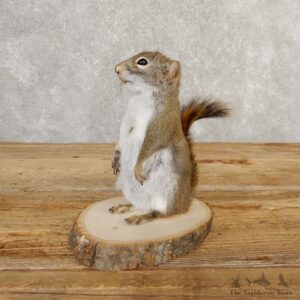 Red Squirrel Life-Size Mount For Sale #20756 @ The Taxidermy Store