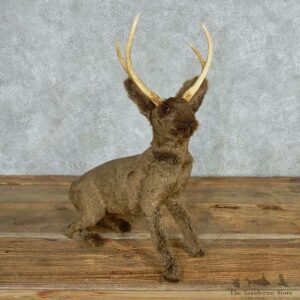 Quail Lamp Life-Size Taxidermy Bird Mount Pair #13525 For Sale @ The Taxidermy Store